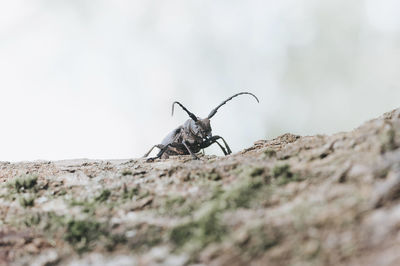 Close-up of insect on rock