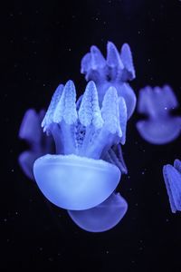 Close-up of jellyfish swimming in sea