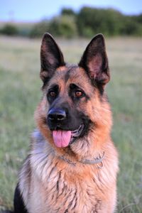 Close-up portrait of a dog