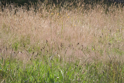 Full frame shot of grass on field