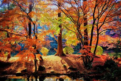 Trees in forest during autumn