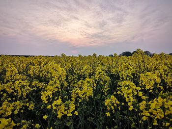 Scenic view of sunflower field against sky