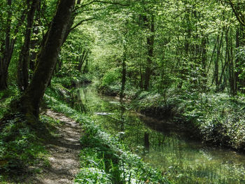 Trees growing in forest