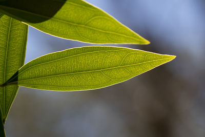 Close-up of green leaves