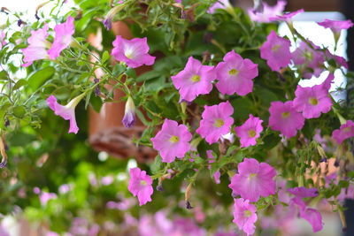 Close-up of pink flowering plants