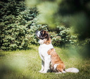 Dog sitting in a field