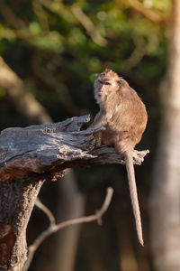 Close-up of monkey on tree