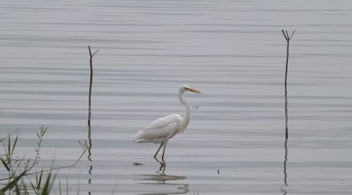 Birds on lake against white background