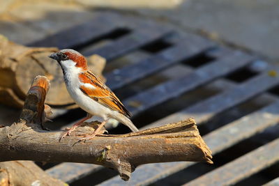 Domestic sparrow bird perching on dry wood