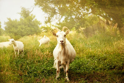 Portrait of sheep standing in a field