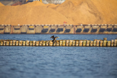 A natural scenery of sea birds sitting on an old breakwater poles in the city harbor in riga.