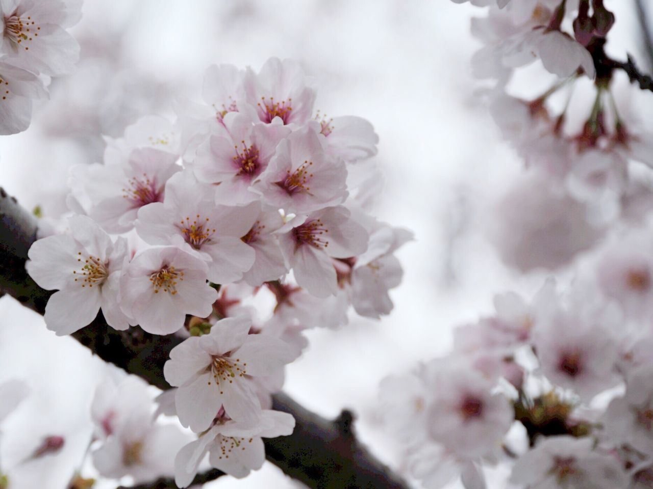 growth, flower, nature, tree, beauty in nature, fragility, close-up, blossom, freshness, branch, twig, petal, no people, outdoors, day, plum blossom, flower head