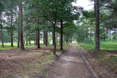 Dirt road amidst trees in forest