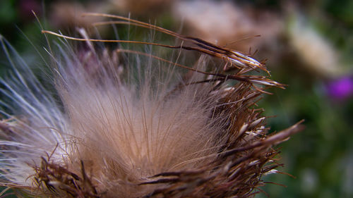 Close-up of dried plant