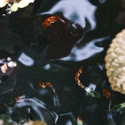 High angle view of koi carps swimming in lake