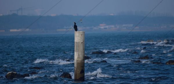 Man fishing on rock by sea against sky