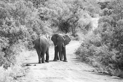 Elephants walking on road in forest