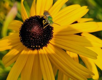 Insect on yellow flower