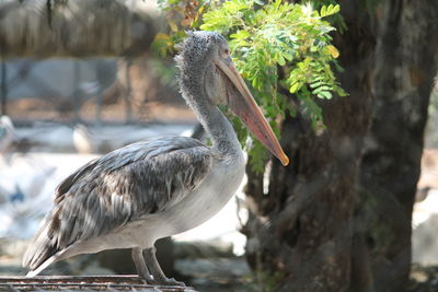 Pelican on railing