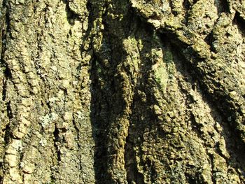 Full frame shot of tree trunk