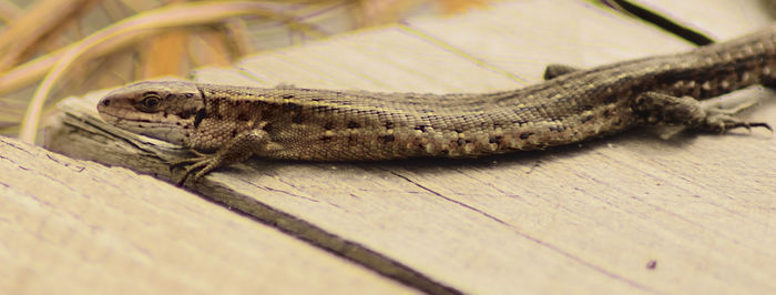 High angle view of lizard on wood