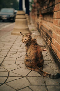 Cat sitting on footpath