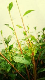 Close-up of green leaves