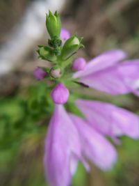 Close-up of purple flowering plant