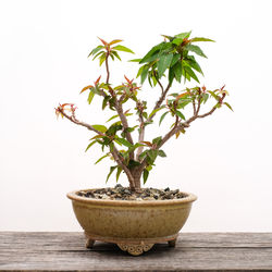 bonsai