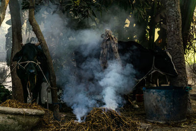 Smoke emitting from tree trunks in forest