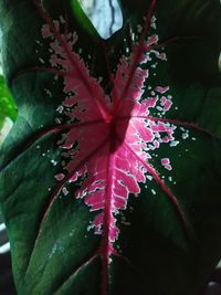 Close-up of red flowering plant