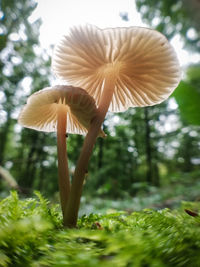 Close-up of mushroom growing in forest