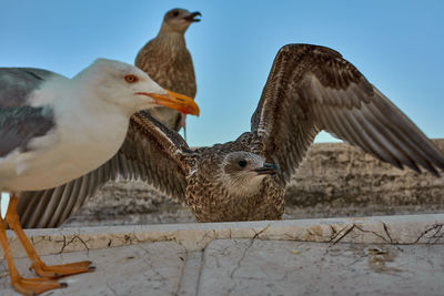 Low angle view of pigeons perching against clear sky