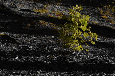 Close-up of plants against trees