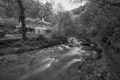 View of stream flowing through forest