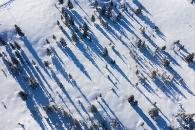 High angle view of snow covered land and trees