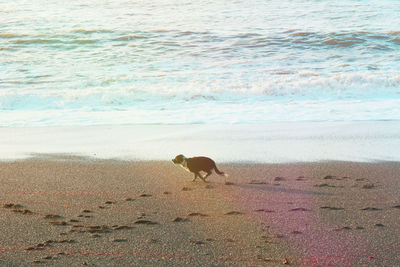 Dog running at beach