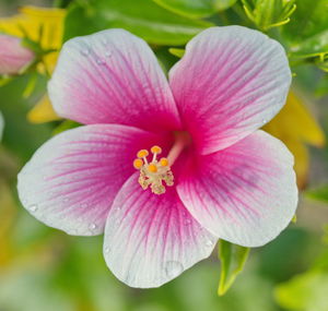 Close-up of pink flower