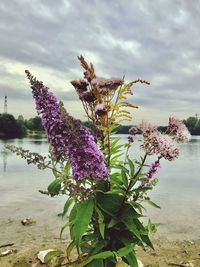 Close-up of purple flowers against sky
