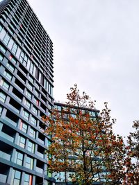 Low angle view of tree against sky