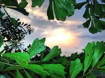 Close-up of fresh green leaves against sky