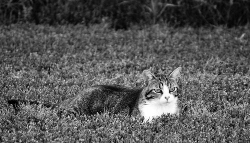 Portrait of cat on field
