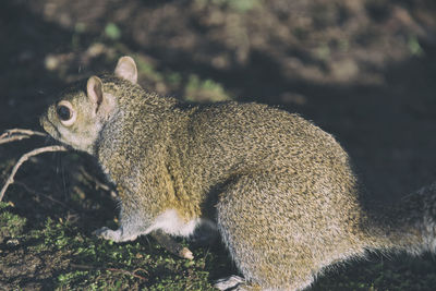 Close-up of squirrel