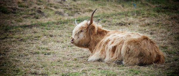 Animal grazing on grassy field