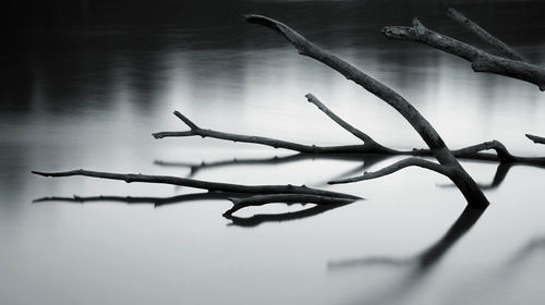 Close-up of twigs on twig against lake