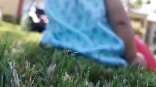 Close-up of insect on grass