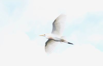 Low angle view of seagull flying in sky