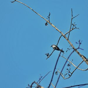 Low angle view of plant against clear blue sky