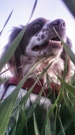 Close-up of cat on grass