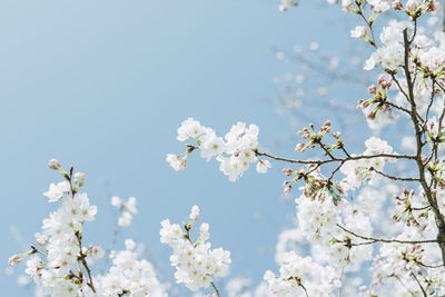 Low angle view of apple blossoms in spring against sky